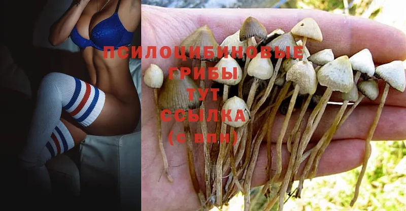 Галлюциногенные грибы Psilocybine cubensis  ОМГ ОМГ ссылка  Тобольск  как найти закладки 